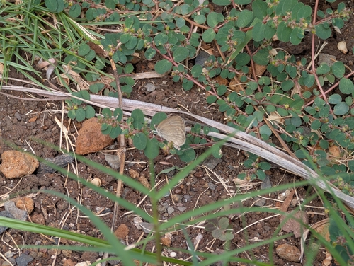 Lesser Grass Blue photo 5