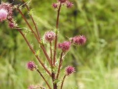 Cirsium vinaceum