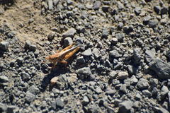 Melanoplus devastator