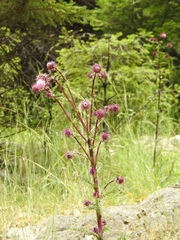 Cirsium vinaceum