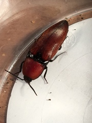 Elater ferrugineus