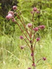 Cirsium vinaceum