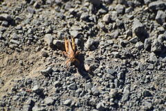 Melanoplus devastator