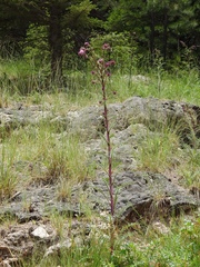 Cirsium vinaceum