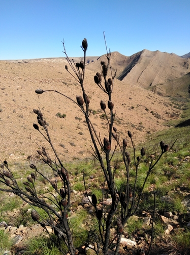 Image of Leucadendron nobile by (c) Brian du Preez, some rights reserved (CC BY-SA)