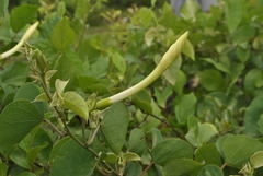 Rivea hypocrateriformis