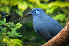 Blue Coua photo 2