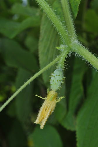 Cucumis sativus