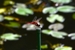 Urothemis signata yiei