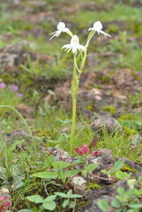 Habenaria grandifloriformis
