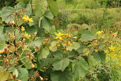 Erinocarpus nimmonii