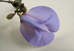 Periandra mediterranea