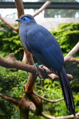Blue Coua photo 3