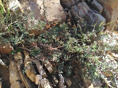 Indigofera sessilifolia