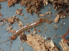 Pokabius clavigerens