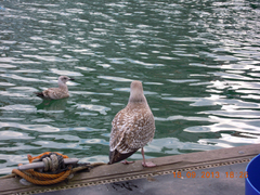 Larus argentatus argenteus
