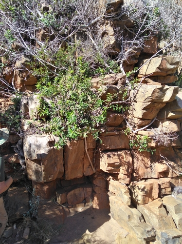 Scrambling fig (Ficus burtt-davyi)