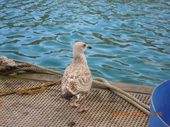 Larus argentatus argenteus
