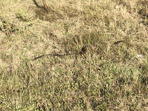 Tiger Snake sighting
