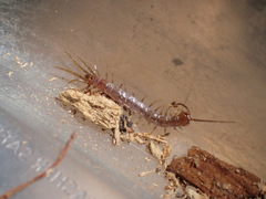 Bothropolys positivus