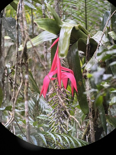 Billbergia alfonsi-joannis, photograph 4