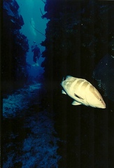 Epinephelus striatus