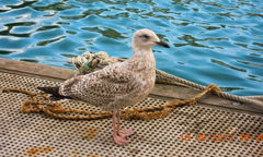 Larus argentatus argenteus