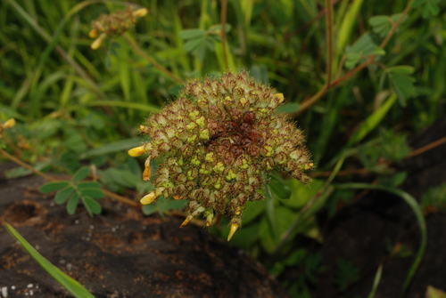 Smithia pycnantha
