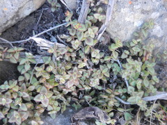 Crassula pellucida marginalis