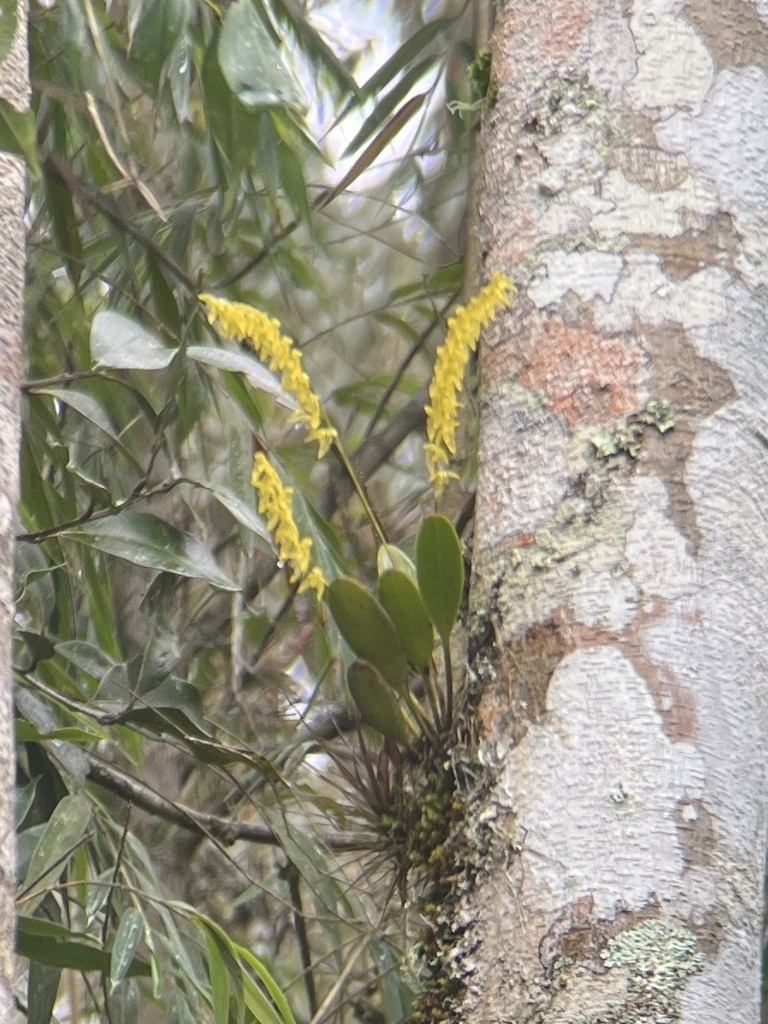 Stelis montserratii