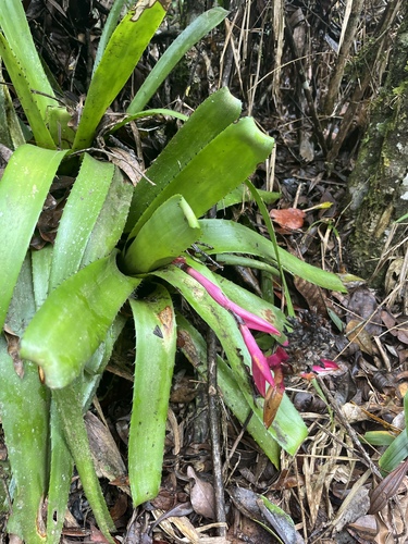 Aechmea triangularis, photograph 4