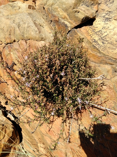 Image of Theilera robusta by (c) Brian du Preez, some rights reserved (CC BY-SA)