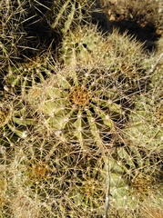 Echinopsis oxygona