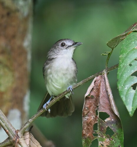 Sooty-capped Babbler (Malacopteron affine), photo 8