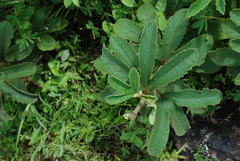 Decaschistia trilobata