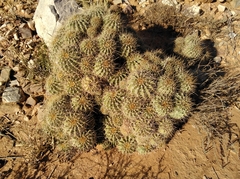 Echinopsis oxygona