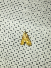 Petrophila daemonalis