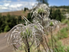 Clematis hirsutissima
