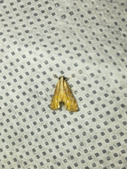 Petrophila daemonalis