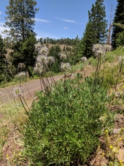 Clematis hirsutissima