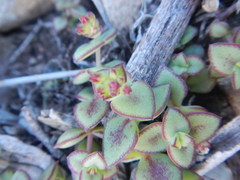 Crassula pellucida marginalis