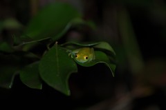 Boophis viridis