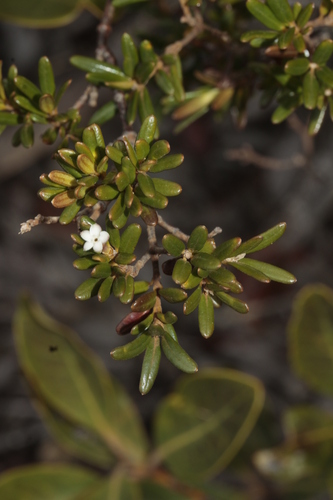 Alyxia caletioides observed 2024-11-04