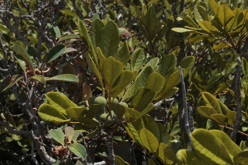 Didymocheton rufescens observed 2024-11-04