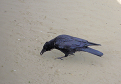 Corvus corone