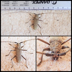 Susuacanga stigmatica