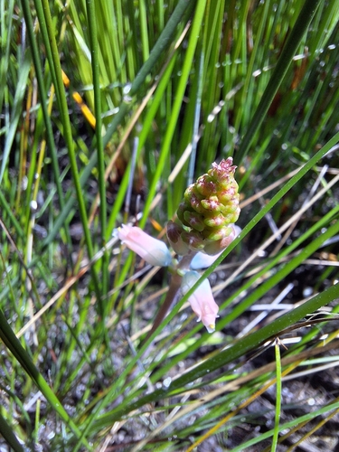 Image of Lachenalia rosea by (c) Adele SL, some rights reserved (CC BY)