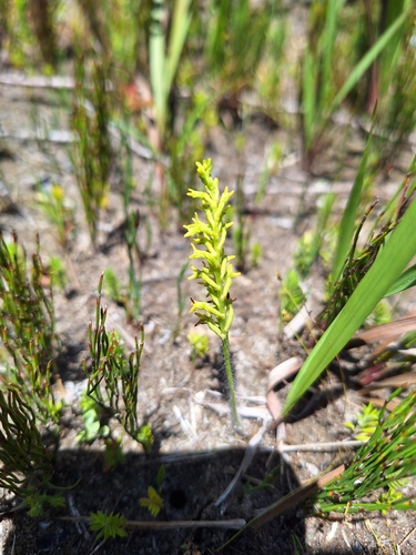 Minispur Hair Orchid (Holothrix exilis)