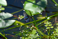 Rhyothemis triangularis