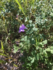 Campanula petiolata